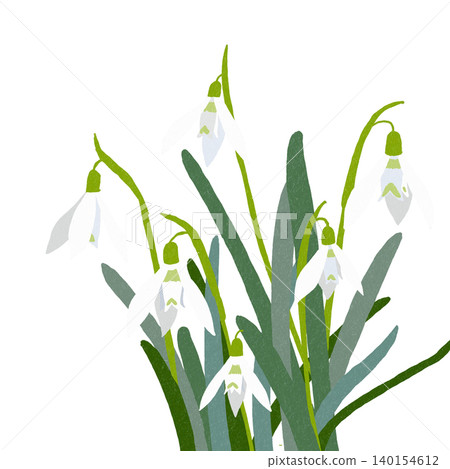 手繪花卉插圖:雪花蓮 手繪花卉插圖:雪花蓮 140154612