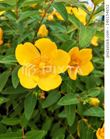 A close-up of the vibrant Hypericum flowers that bloom in early summer. A close-up of the vibrant Hypericum flowers that bloom in early summer. 140154652