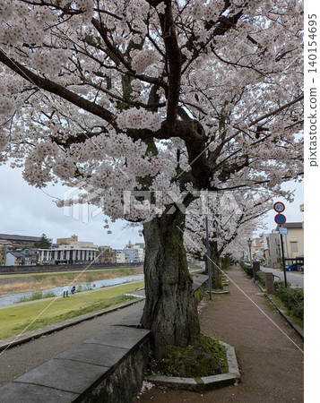 清晨,石川縣金澤市西川沿岸的櫻花盛開。 清晨,石川縣金澤市西川沿岸的櫻花盛開。 140154695