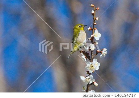 Meiro stopping at the plum branch 140154717