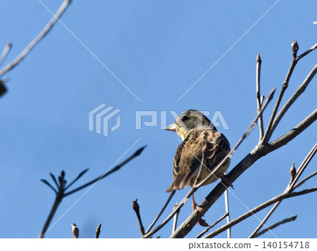 Black-faced bunting perched on a tree branch Black-faced bunting perched on a tree branch 140154718