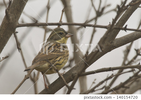 Aoda stopping on trees Aoda stopping on trees 140154720