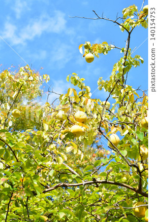 Pear fruit Pear fruit 140154753