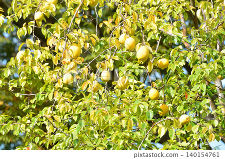 Pear fruit Pear fruit 140154761