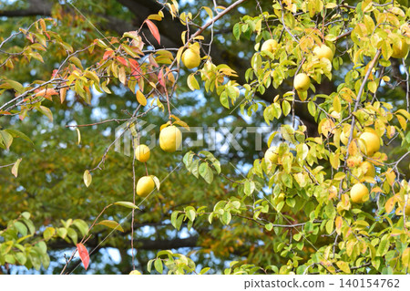 Pear fruit 140154762