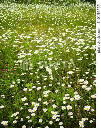一望無際的雛菊花田,美不勝收。 一望無際的雛菊花田,美不勝收。 140154765