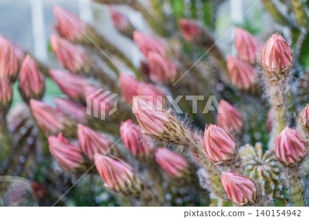 Buds of the short-haired cactus, Mammillaria elongata 140154942