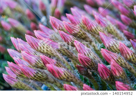 短毛仙人掌(Mammillaria elongata)的芽 短毛仙人掌(Mammillaria elongata)的芽 140154952