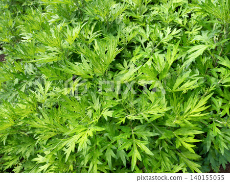 Wormwood Wormwood 140155055