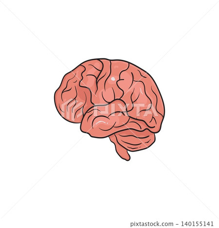 Human brain anatomy hand drawn illustration Human brain anatomy hand drawn illustration 140155141