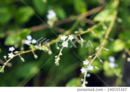 71178 黃瓜花 71178 黃瓜花 140155167