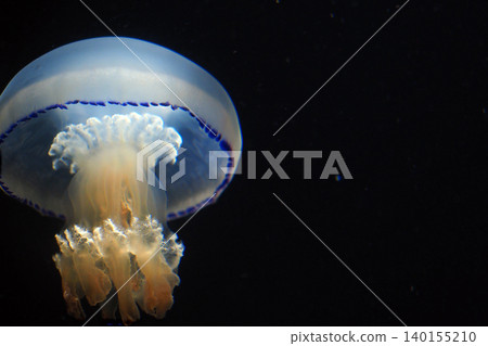 Mysterious Jellyfish Mysterious Jellyfish 140155210