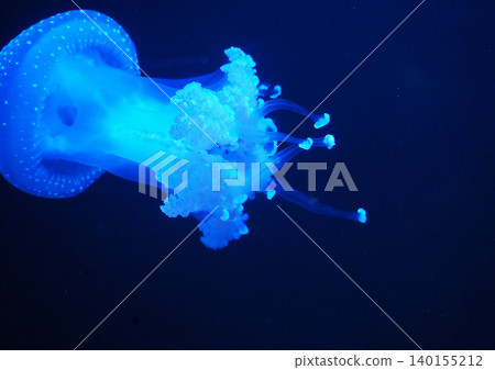 Mysterious Jellyfish 140155212