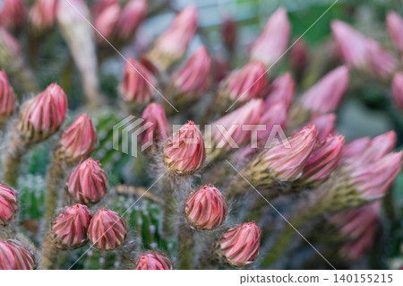 Buds of the clustered Mammillaria elongata cacti in my garden Buds of the clustered Mammillaria elongata cacti in my garden 140155215