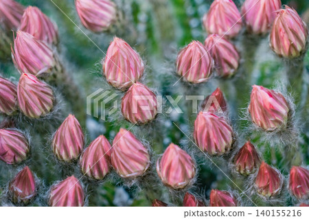 Buds of the clustered Mammillaria elongata cacti in my garden 140155216