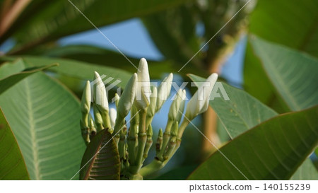 一朵花苞。未來的無限可能。 一朵花苞。未來的無限可能。 140155239