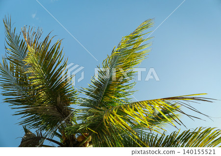 Palm trees reach towards a clear blue sky in Bali Palm trees reach towards a clear blue sky in Bali 140155521
