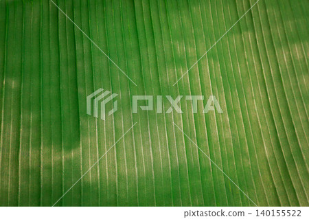 Close view of green textured surface found in Bali nature Close view of green textured surface found in Bali nature 140155522