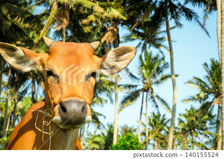 A cow stands in a field in Bali with palm trees around it A cow stands in a field in Bali with palm trees around it 140155524