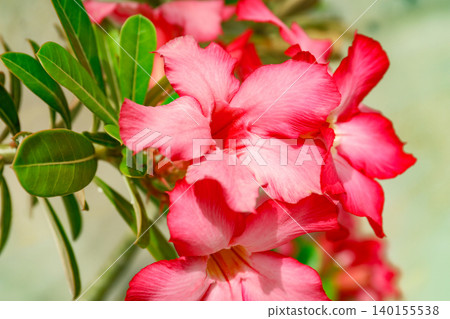 Flowers bloom with bright colors in a lush setting in Bali Flowers bloom with bright colors in a lush setting in Bali 140155538