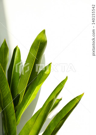 Green leaves create a clean look in a Bali setting Green leaves create a clean look in a Bali setting 140155542