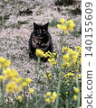 Calico cat and rapeseed flowers 140155609