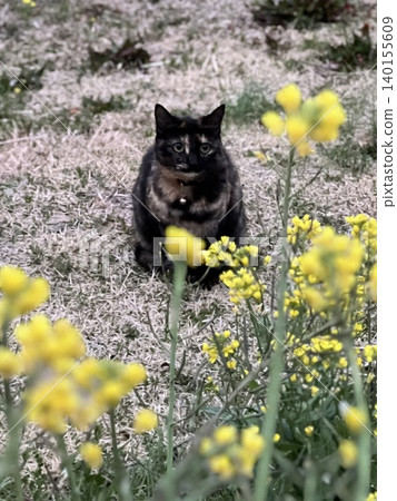 Calico cat and rapeseed flowers Calico cat and rapeseed flowers 140155609