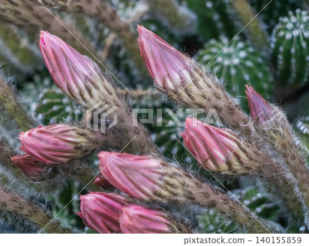 Buds of the short-haired cactus, Mammillaria elongata Buds of the short-haired cactus, Mammillaria elongata 140155859