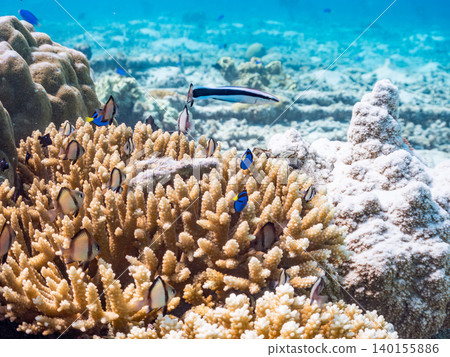 A school of juvenile surgeonfish, two-striped damselfish, and other species. They live among coral. Agena-shiki Island, Kerama Islands, Shimajiri District, Okinawa Prefecture A school of juvenile surgeonfish, two-striped damselfish, and other species. They live among coral. Agena-shiki Island, Kerama Islands, Shimajiri District, Okinawa Prefecture 140155886