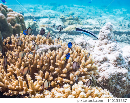 A school of juvenile surgeonfish, two-striped damselfish, and other species. They live among coral. Agena-shiki Island, Kerama Islands, Shimajiri District, Okinawa Prefecture A school of juvenile surgeonfish, two-striped damselfish, and other species. They live among coral. Agena-shiki Island, Kerama Islands, Shimajiri District, Okinawa Prefecture 140155887