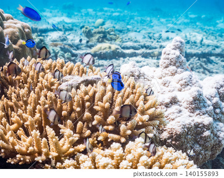 A school of juvenile surgeonfish, two-striped damselfish, and other species. They live among coral. Agena-shiki Island, Kerama Islands, Shimajiri District, Okinawa Prefecture A school of juvenile surgeonfish, two-striped damselfish, and other species. They live among coral. Agena-shiki Island, Kerama Islands, Shimajiri District, Okinawa Prefecture 140155893