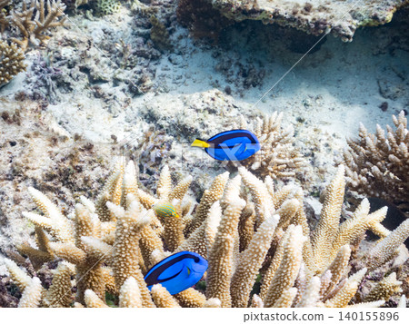 一群幼年刺尾魚、雙紋雀鯛等魚類。它們生活在珊瑚叢中。沖繩縣島尻郡慶良間群島阿根那島 一群幼年刺尾魚、雙紋雀鯛等魚類。它們生活在珊瑚叢中。沖繩縣島尻郡慶良間群島阿根那島 140155896