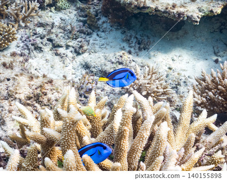 A school of juvenile surgeonfish, two-striped damselfish, and other species. They live among coral. Agena-shiki Island, Kerama Islands, Shimajiri District, Okinawa Prefecture A school of juvenile surgeonfish, two-striped damselfish, and other species. They live among coral. Agena-shiki Island, Kerama Islands, Shimajiri District, Okinawa Prefecture 140155898