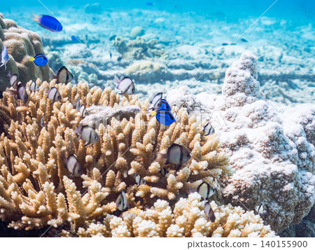 一群幼年刺尾魚、雙紋雀鯛等魚類。它們生活在珊瑚叢中。沖繩縣島尻郡慶良間群島阿根那島 一群幼年刺尾魚、雙紋雀鯛等魚類。它們生活在珊瑚叢中。沖繩縣島尻郡慶良間群島阿根那島 140155900