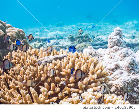 A school of juvenile surgeonfish, two-striped damselfish, and other species. They live among coral. Agena-shiki Island, Kerama Islands, Shimajiri District, Okinawa Prefecture A school of juvenile surgeonfish, two-striped damselfish, and other species. They live among coral. Agena-shiki Island, Kerama Islands, Shimajiri District, Okinawa Prefecture 140155903