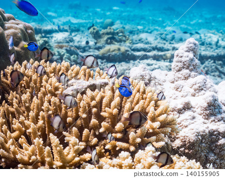 A school of juvenile surgeonfish, two-striped damselfish, and other species. They live among coral. Agena-shiki Island, Kerama Islands, Shimajiri District, Okinawa Prefecture 140155905