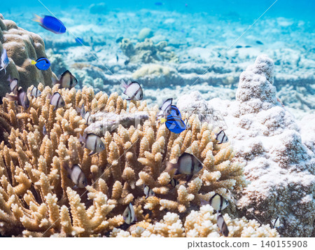 一群幼年刺尾魚、雙紋雀鯛等魚類。它們生活在珊瑚叢中。沖繩縣島尻郡慶良間群島阿根那島 一群幼年刺尾魚、雙紋雀鯛等魚類。它們生活在珊瑚叢中。沖繩縣島尻郡慶良間群島阿根那島 140155908