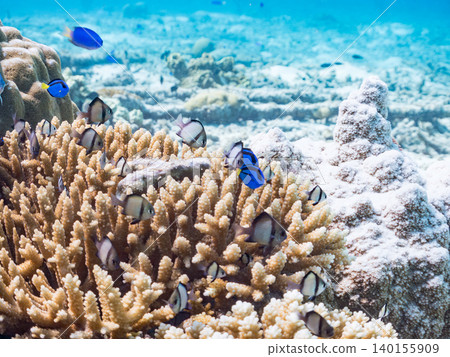A school of juvenile surgeonfish, two-striped damselfish, and other species. They live among coral. Agena-shiki Island, Kerama Islands, Shimajiri District, Okinawa Prefecture A school of juvenile surgeonfish, two-striped damselfish, and other species. They live among coral. Agena-shiki Island, Kerama Islands, Shimajiri District, Okinawa Prefecture 140155909