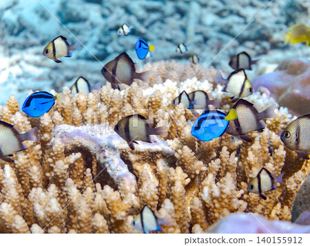 A school of juvenile surgeonfish, two-striped damselfish, and other species. They live among coral. Agena-shiki Island, Kerama Islands, Shimajiri District, Okinawa Prefecture A school of juvenile surgeonfish, two-striped damselfish, and other species. They live among coral. Agena-shiki Island, Kerama Islands, Shimajiri District, Okinawa Prefecture 140155912