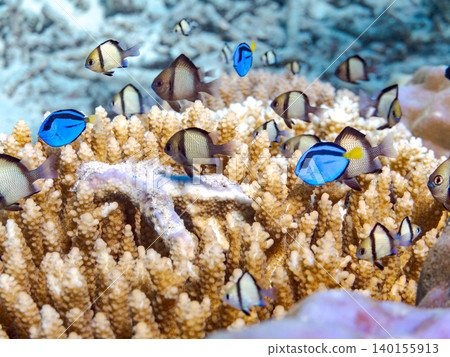 A school of juvenile surgeonfish, two-striped damselfish, and other species. They live among coral. Agena-shiki Island, Kerama Islands, Shimajiri District, Okinawa Prefecture A school of juvenile surgeonfish, two-striped damselfish, and other species. They live among coral. Agena-shiki Island, Kerama Islands, Shimajiri District, Okinawa Prefecture 140155913