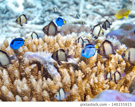 A school of juvenile surgeonfish, two-striped damselfish, and other species. They live among coral. Agena-shiki Island, Kerama Islands, Shimajiri District, Okinawa Prefecture A school of juvenile surgeonfish, two-striped damselfish, and other species. They live among coral. Agena-shiki Island, Kerama Islands, Shimajiri District, Okinawa Prefecture 140155915