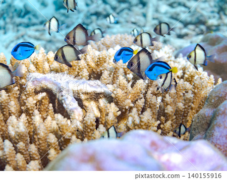 A school of juvenile surgeonfish, two-striped damselfish, and other species. They live among coral. Agena-shiki Island, Kerama Islands, Shimajiri District, Okinawa Prefecture A school of juvenile surgeonfish, two-striped damselfish, and other species. They live among coral. Agena-shiki Island, Kerama Islands, Shimajiri District, Okinawa Prefecture 140155916