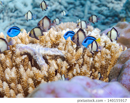 A school of juvenile surgeonfish, two-striped damselfish, and other species. They live among coral. Agena-shiki Island, Kerama Islands, Shimajiri District, Okinawa Prefecture A school of juvenile surgeonfish, two-striped damselfish, and other species. They live among coral. Agena-shiki Island, Kerama Islands, Shimajiri District, Okinawa Prefecture 140155917
