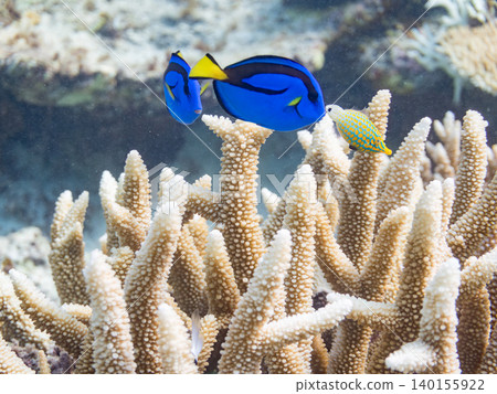 A school of juvenile surgeonfish, two-striped damselfish, and other species. They live among coral. Agena-shiki Island, Kerama Islands, Shimajiri District, Okinawa Prefecture A school of juvenile surgeonfish, two-striped damselfish, and other species. They live among coral. Agena-shiki Island, Kerama Islands, Shimajiri District, Okinawa Prefecture 140155922