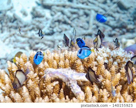 A school of juvenile surgeonfish, two-striped damselfish, and other species. They live among coral. Agena-shiki Island, Kerama Islands, Shimajiri District, Okinawa Prefecture A school of juvenile surgeonfish, two-striped damselfish, and other species. They live among coral. Agena-shiki Island, Kerama Islands, Shimajiri District, Okinawa Prefecture 140155923