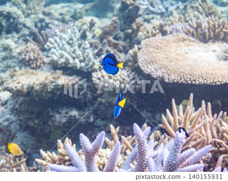A school of juvenile surgeonfish, two-striped damselfish, and other species. They live among coral. Agena-shiki Island, Kerama Islands, Shimajiri District, Okinawa Prefecture A school of juvenile surgeonfish, two-striped damselfish, and other species. They live among coral. Agena-shiki Island, Kerama Islands, Shimajiri District, Okinawa Prefecture 140155931