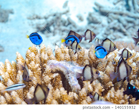 A school of juvenile surgeonfish, two-striped damselfish, and other species. They live among coral. Agena-shiki Island, Kerama Islands, Shimajiri District, Okinawa Prefecture A school of juvenile surgeonfish, two-striped damselfish, and other species. They live among coral. Agena-shiki Island, Kerama Islands, Shimajiri District, Okinawa Prefecture 140155932