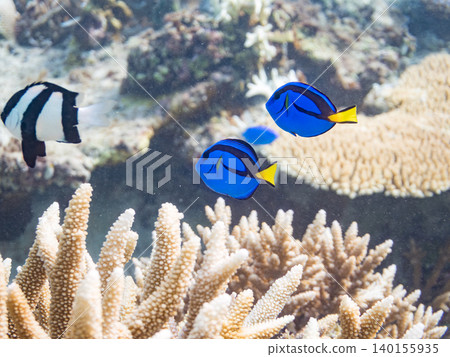 一群幼年刺尾魚、雙紋雀鯛等魚類。它們生活在珊瑚叢中。沖繩縣島尻郡慶良間群島阿根那島 一群幼年刺尾魚、雙紋雀鯛等魚類。它們生活在珊瑚叢中。沖繩縣島尻郡慶良間群島阿根那島 140155935
