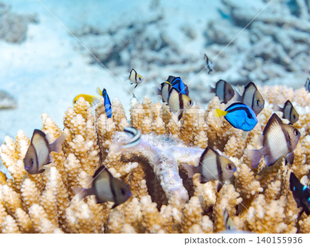 一群幼年刺尾魚、雙紋雀鯛等魚類。它們生活在珊瑚叢中。沖繩縣島尻郡慶良間群島阿根那島 一群幼年刺尾魚、雙紋雀鯛等魚類。它們生活在珊瑚叢中。沖繩縣島尻郡慶良間群島阿根那島 140155936