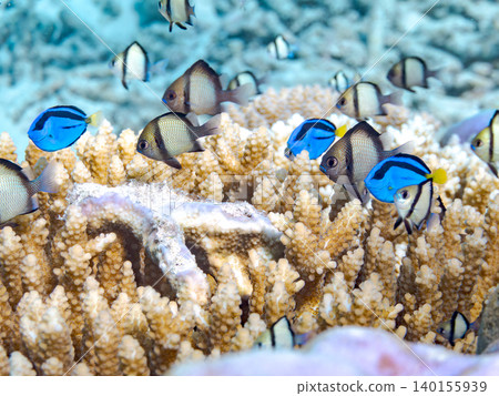 A school of juvenile surgeonfish, two-striped damselfish, and other species. They live among coral. Agena-shiki Island, Kerama Islands, Shimajiri District, Okinawa Prefecture A school of juvenile surgeonfish, two-striped damselfish, and other species. They live among coral. Agena-shiki Island, Kerama Islands, Shimajiri District, Okinawa Prefecture 140155939